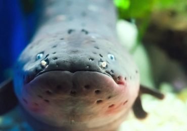 ¿Una anguila puede encender un bombilla de luz?