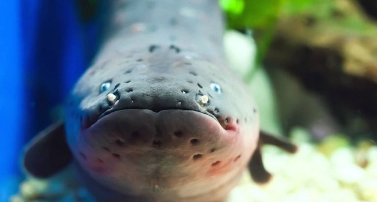 ¿Una anguila puede encender un bombilla de luz?