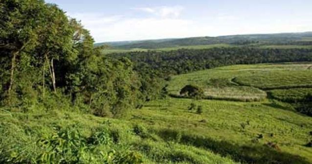 Árbol del sexo en peligro de extinción en Uganda