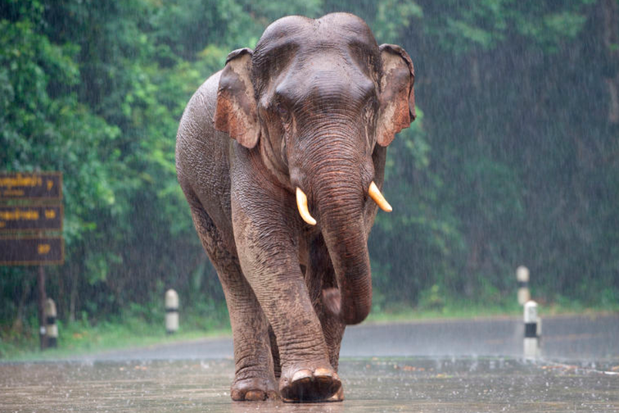 Elefante detectar sonido de lluvia