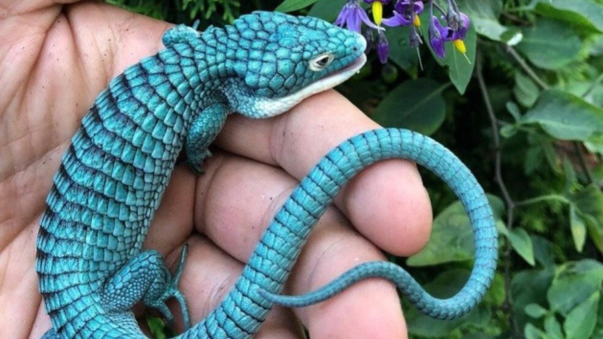 Dragoncito azul mexicano