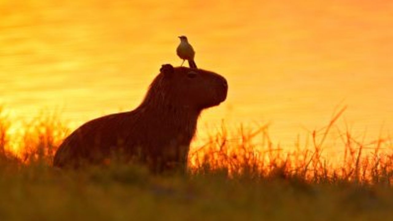 Así es el capibara, el animal más amistoso del mundo que sirve de  transporte para otras especies en el Amazonas | National Geographic en  Español