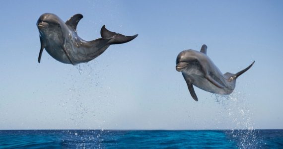 Por qué saltan los delfines