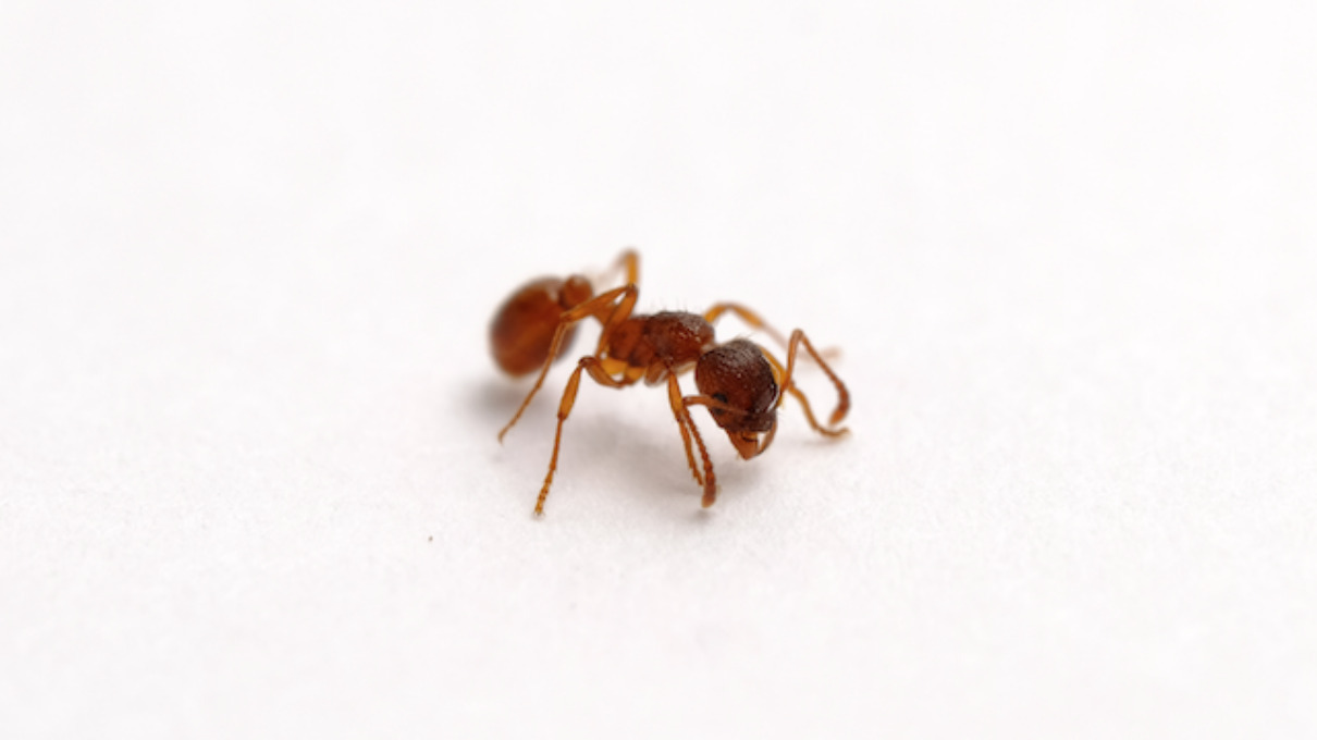 Arañas que parecen hormigas