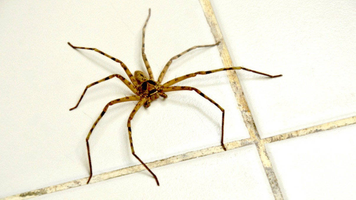 Por qué no deberías de matar a las arañas que encuentras en casa | National  Geographic en Español