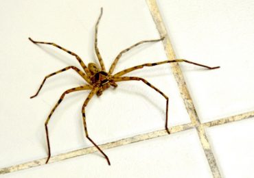 por qué no debes matar arañas en casa