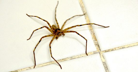 por qué no debes matar arañas en casa