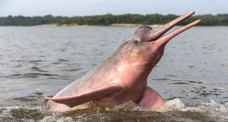 Delfín rosado del amazona