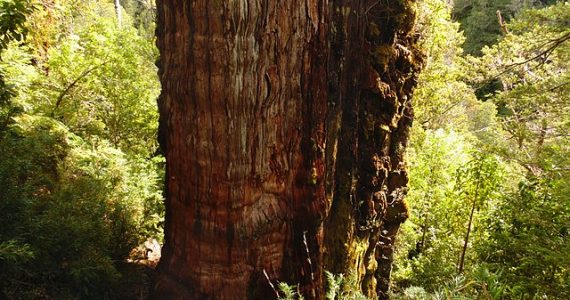 árbol más viejo del mundo