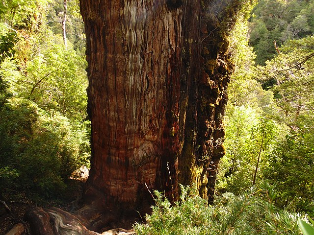 árbol más viejo del mundo