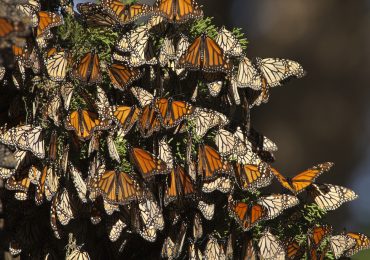 población mariposas monarca