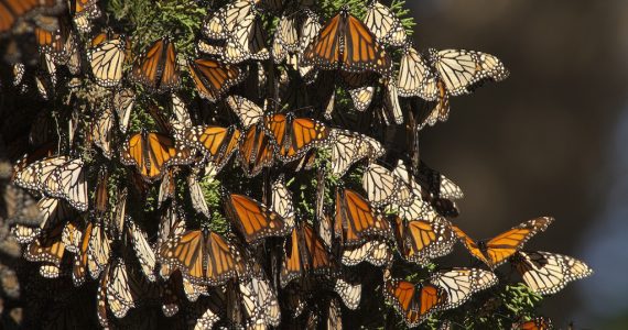 población mariposas monarca