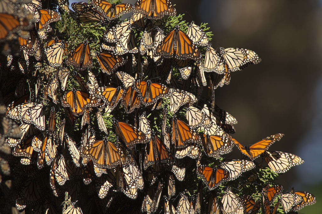 Asia Pasteles Brújula La crisis climática está modificando para siempre la migración de las  mariposas monarca | National Geographic en Español