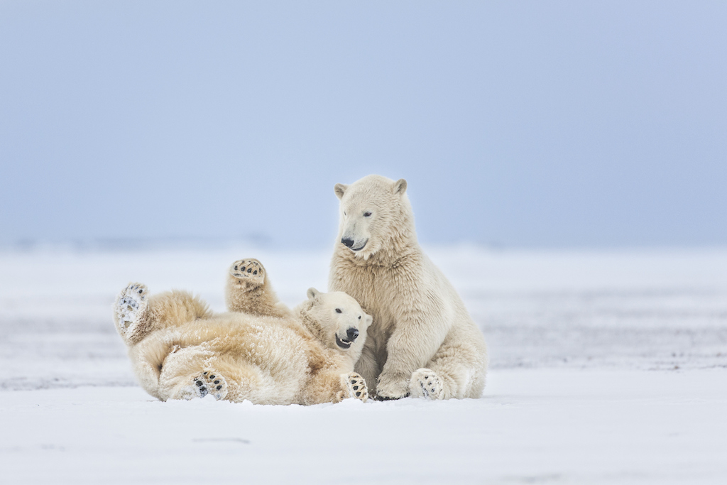 osos polares cruza