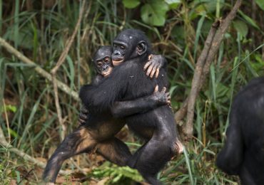 carácter bonobos