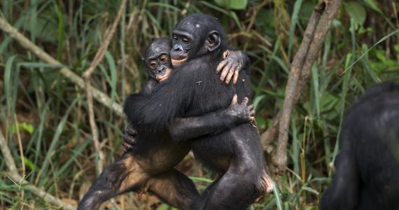 carácter bonobos