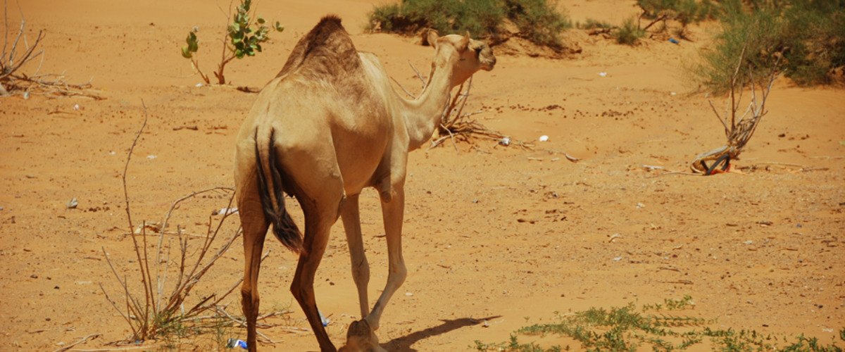 En dónde habitan los camellos