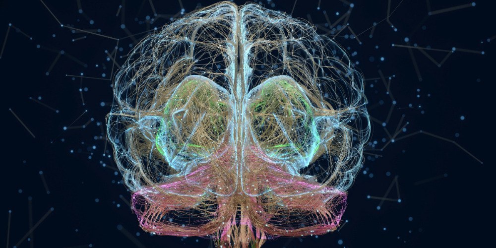 Cómo funcina el cerebro humano