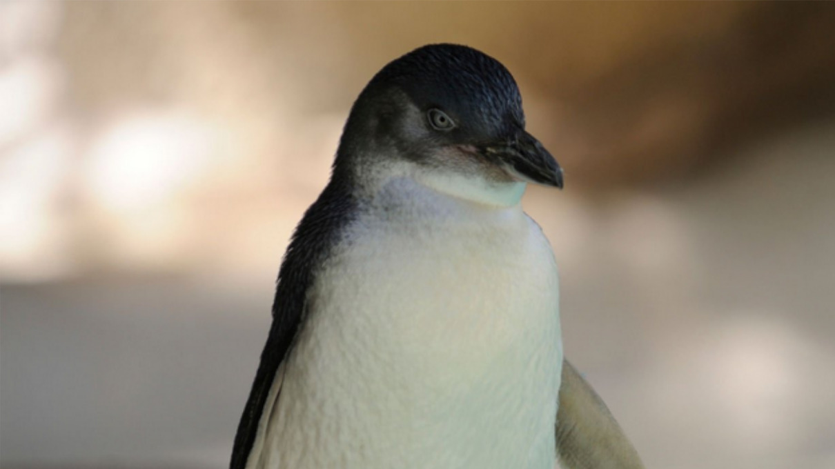 Pingüino azul de Australia