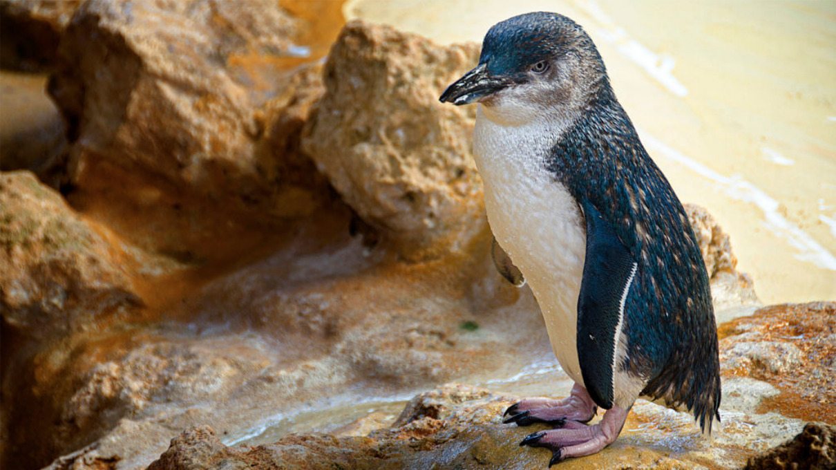 Pingüino más pequeño del mundo