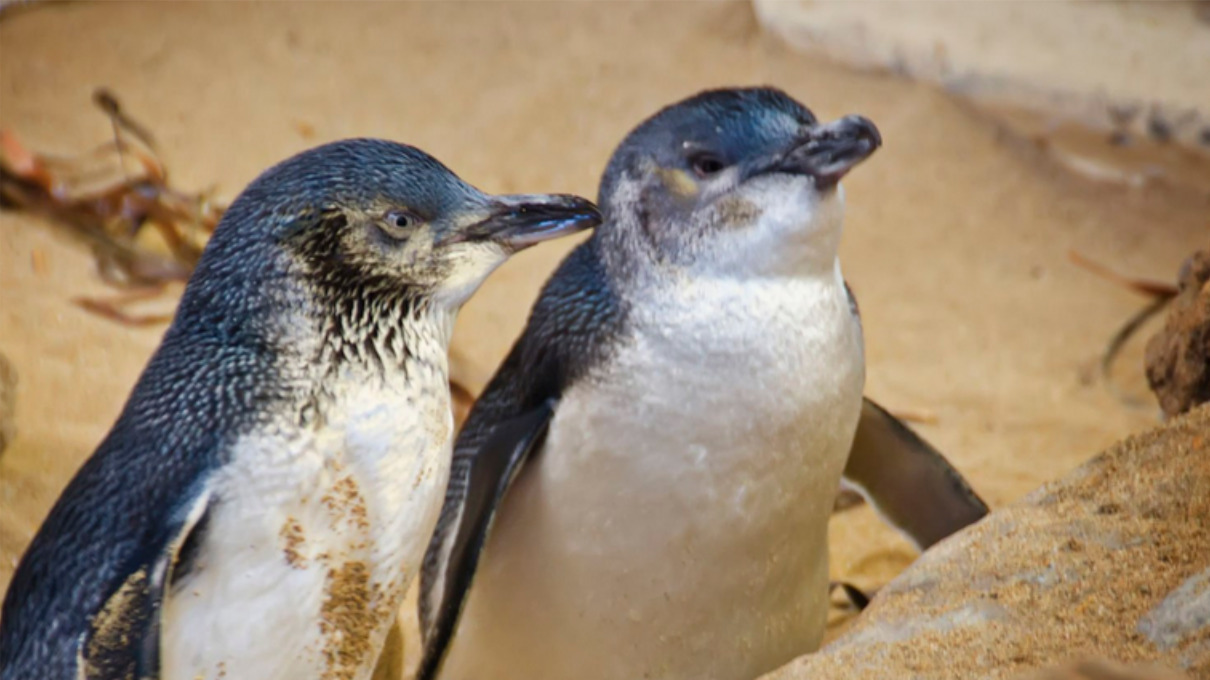 Pingüinos más pequeños del mundo
