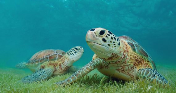 Tortugas marinas y sus características
