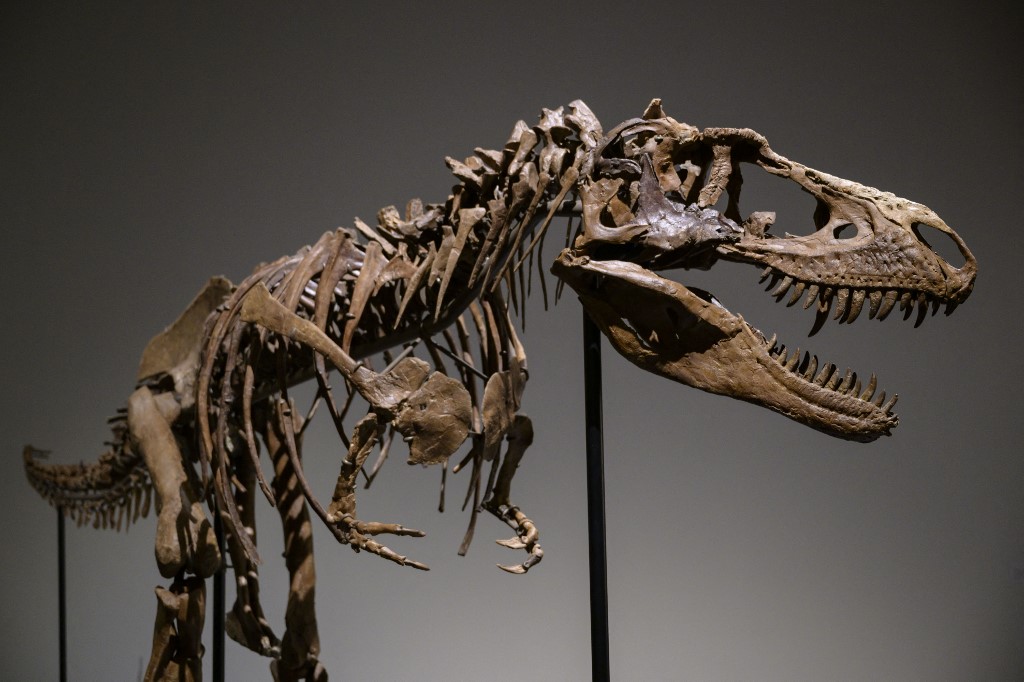 cocodrilo Estructuralmente cinta Un esqueleto extremadamente raro de Gorgosaurus se rematará en una subasta  de Nueva York | National Geographic en Español
