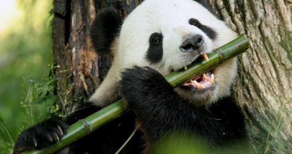 pandas bambú