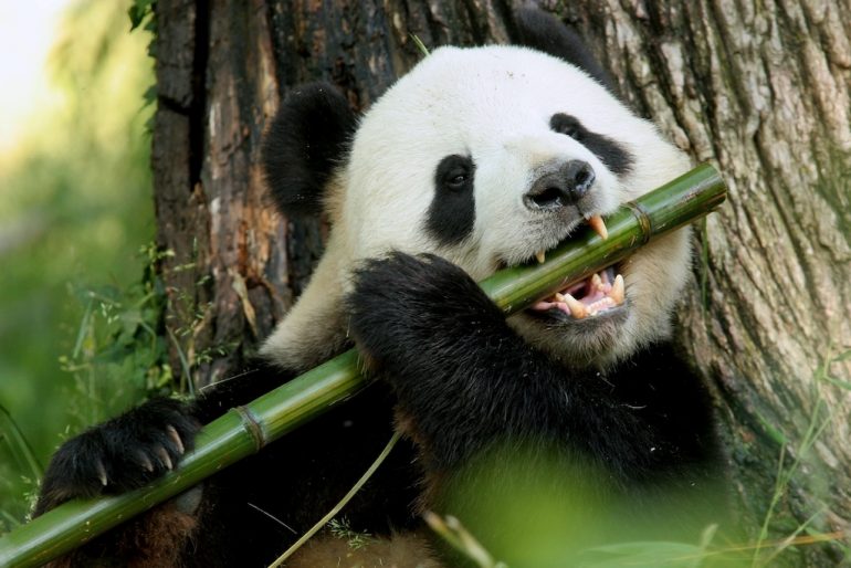 pandas bambú
