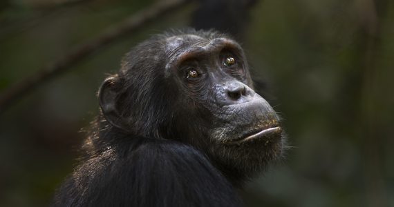 chimpancés pozos
