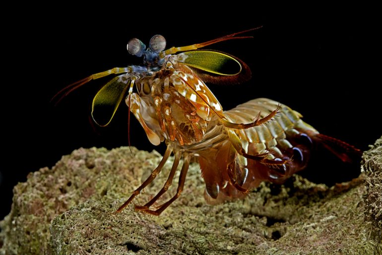 camarón mantis arlequín