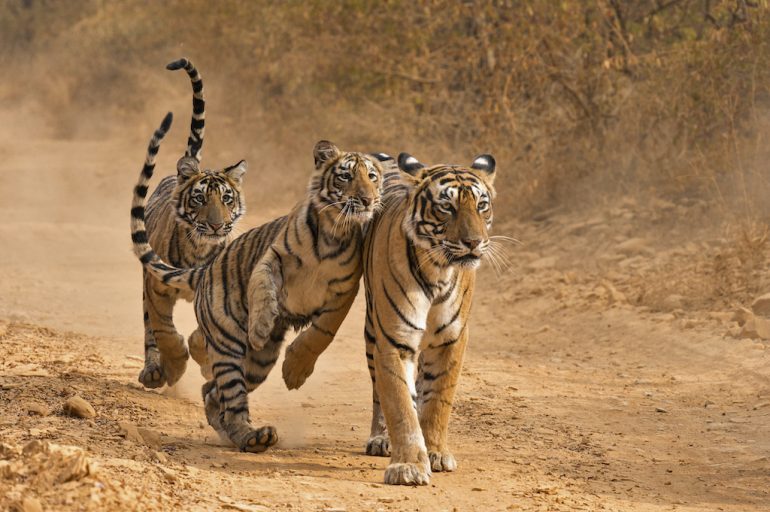 tigres UICN