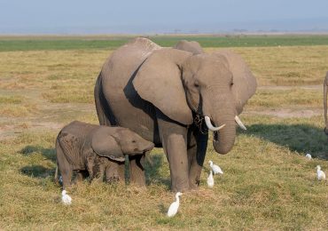elefantes huérfanos