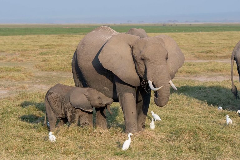 elefantes huérfanos
