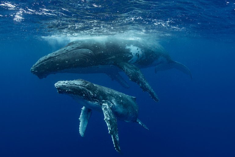 ballenas jorobadas canciones