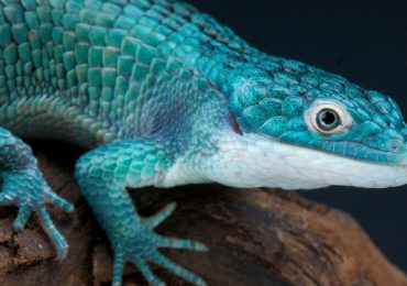 Dragoncito azul: reptil mexicano
