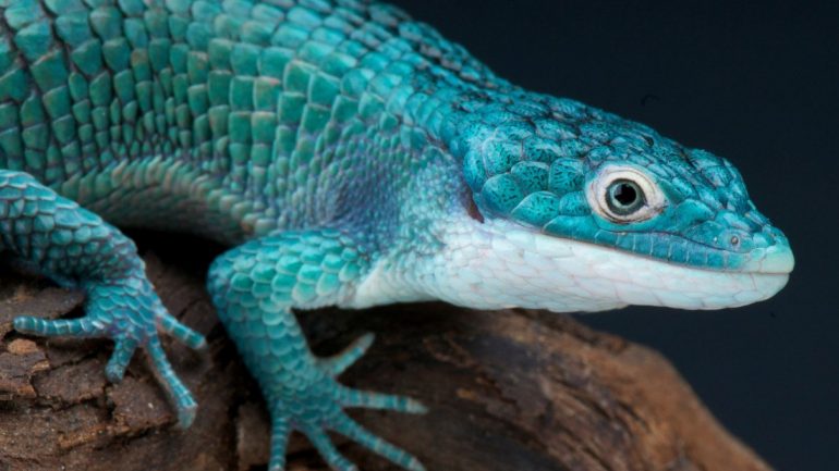 Dragoncito azul: reptil mexicano