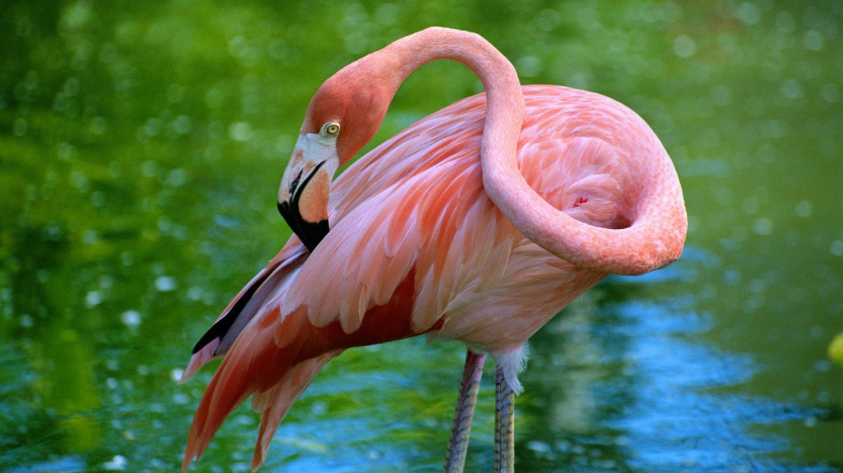 para ver plato Cerdo Por qué los flamencos son rosados y cuál es su su curiosa relación con el  ave fénix | National Geographic en Español