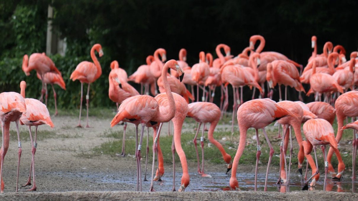 Sala Levántate Creta Por qué los flamencos son rosados y cuál es su su curiosa relación con el  ave fénix | National Geographic en Español