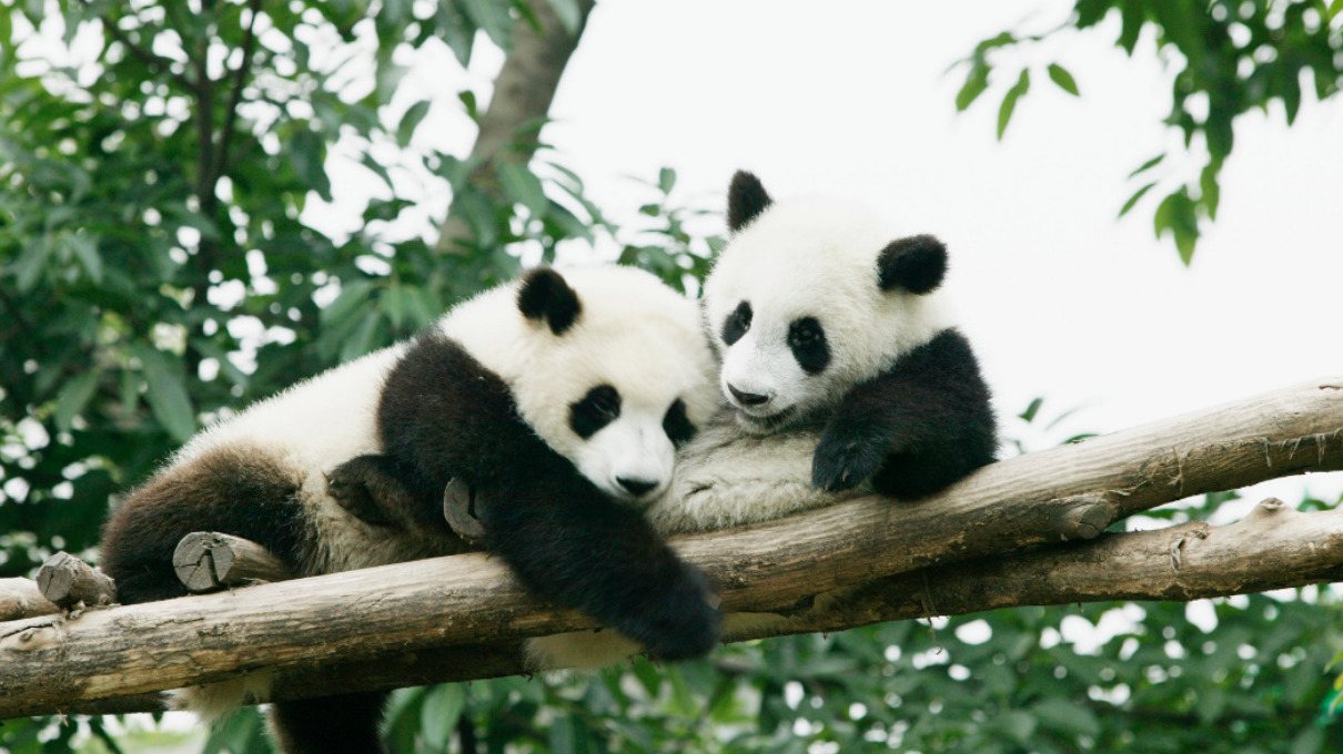 jardín Vagabundo camión Cuánto tiempo llevan los osos pandas habitando la Tierra? | National  Geographic en Español
