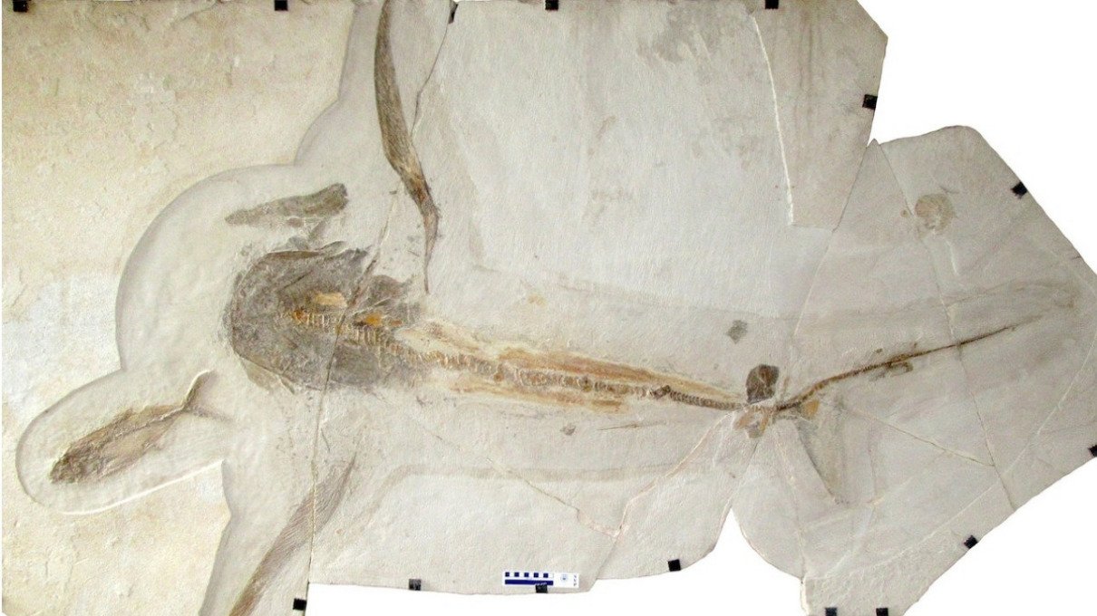 Fósil del tiburón águila descubierto en México
