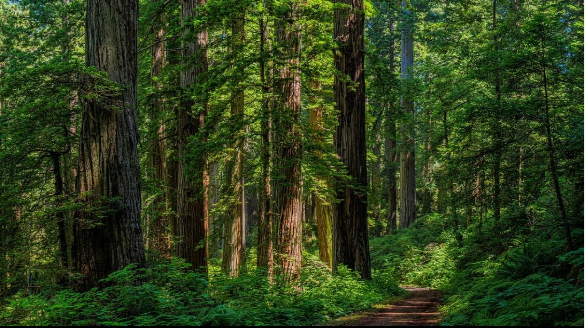 Árboles Parque Nacional Redwood