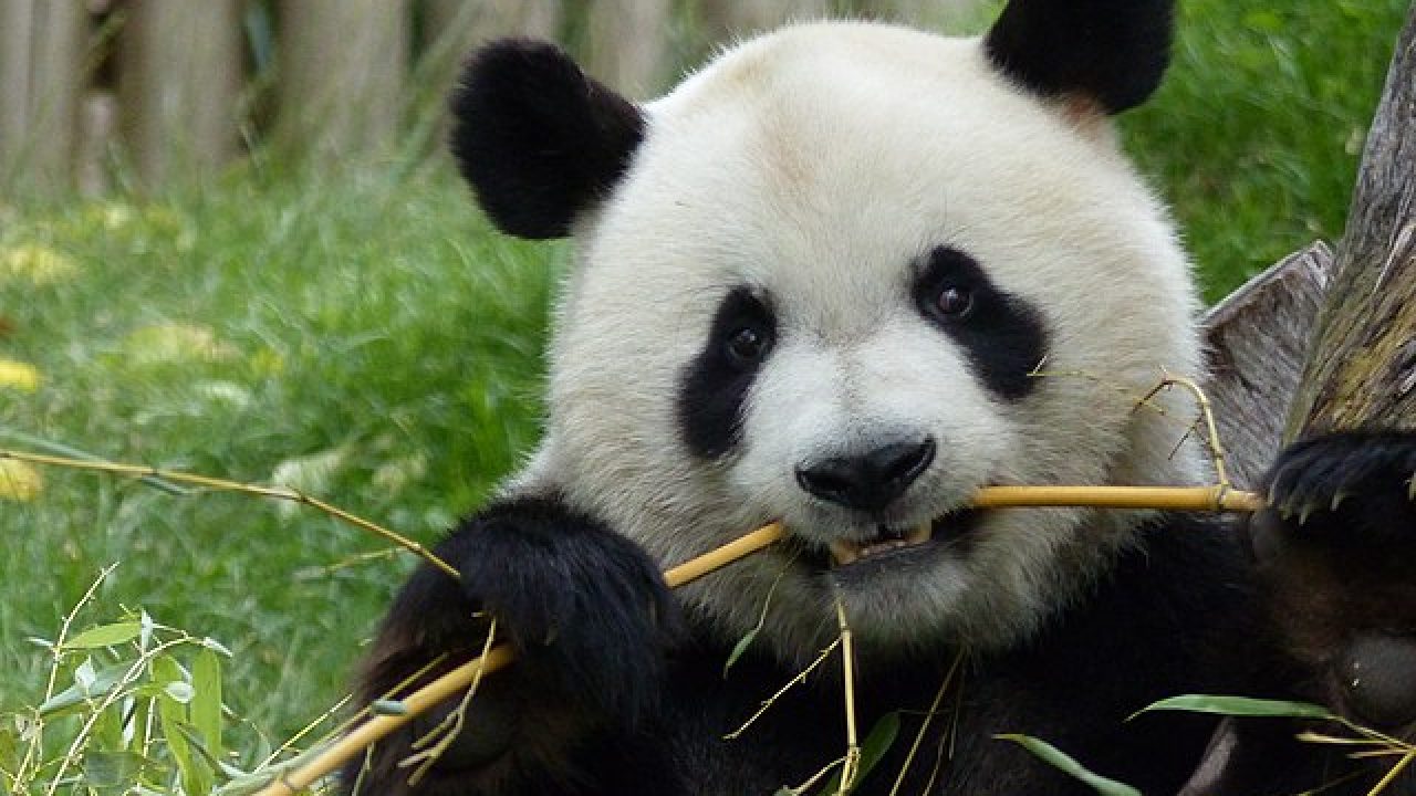 Reflexión propiedad ganador La historia del último panda europeo, que pisó la Tierra hace 6 millones de  años | National Geographic en Español
