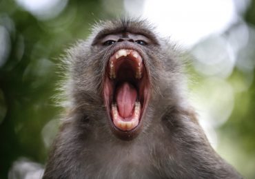habla en monos