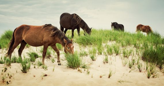 caballos salvajes de Sable Island