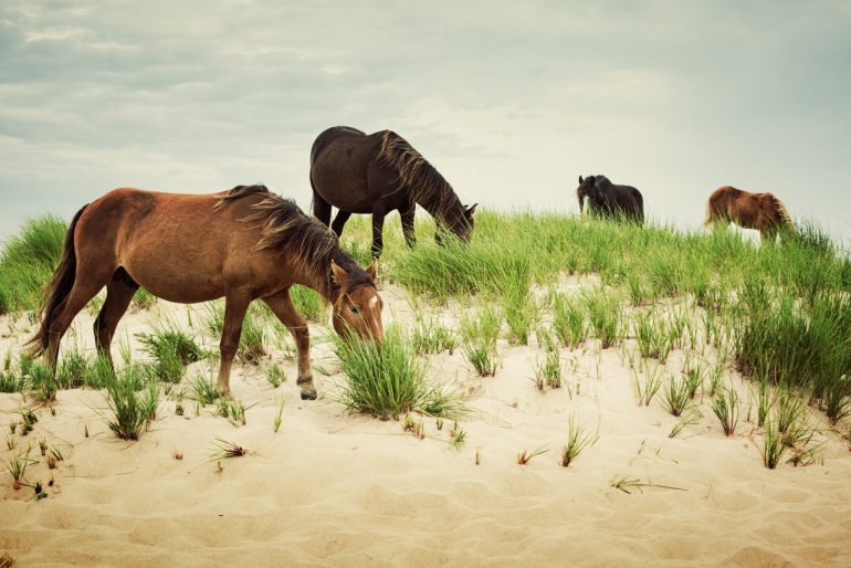 caballos salvajes de Sable Island