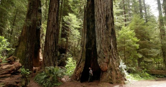 Hyperion el árbol más grande del mundo que lucha por su territorio