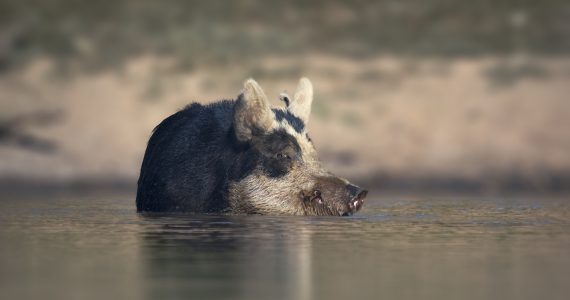 cerdos australia
