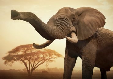 Cuánto miden los colmillos de elefante