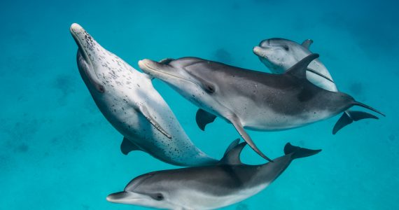 sexualidad de los delfines